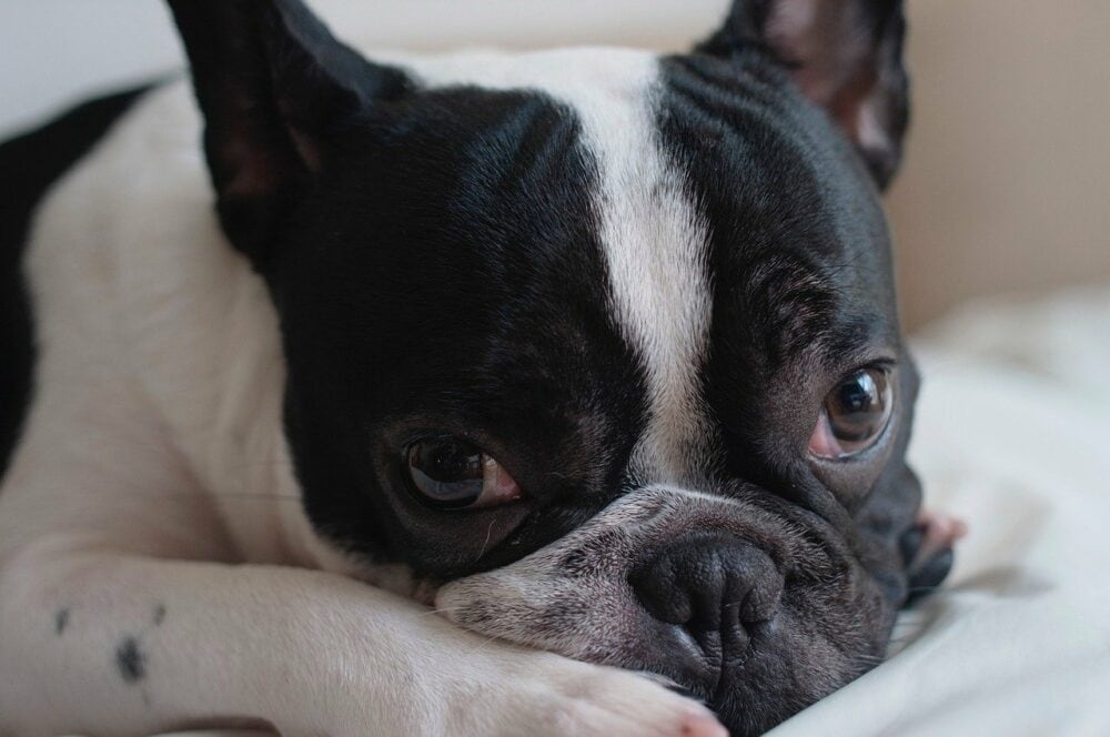 Black and white french bulldog