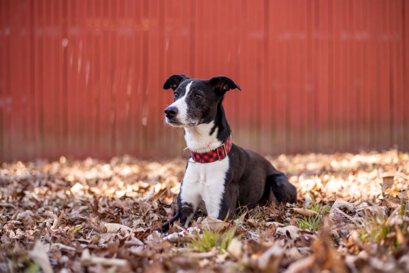 Black and white whippet dog outside in fall leaves