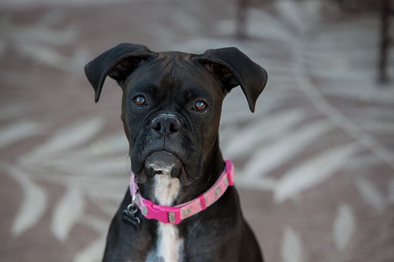 Black boxer dog inside home