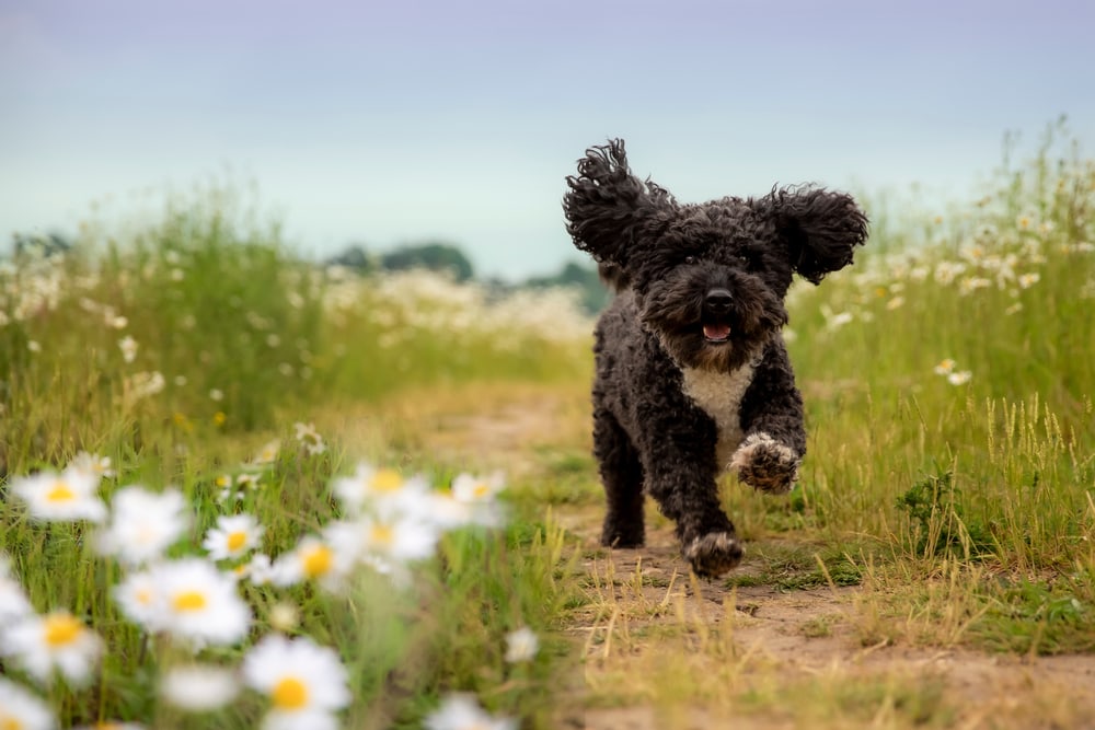 Black and white cockapoo running