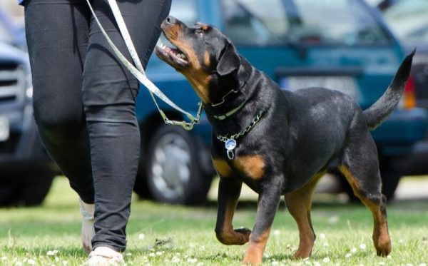 Black dog in a leash beside a person