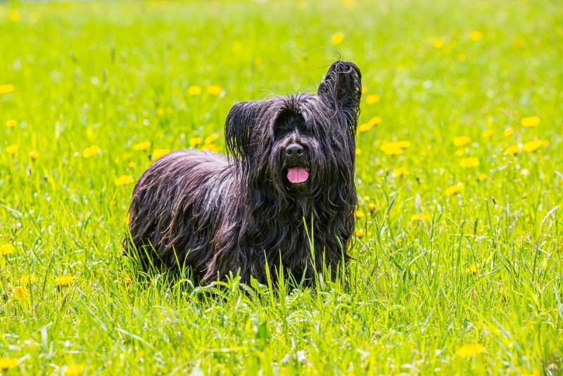 Black dog of breed skye terrier with pink tongue out on green meadow with yellow dandelions