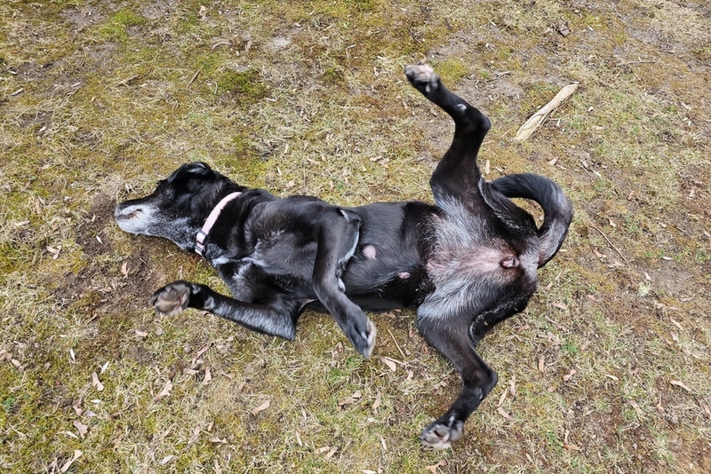 Black dog rolling in the dirt