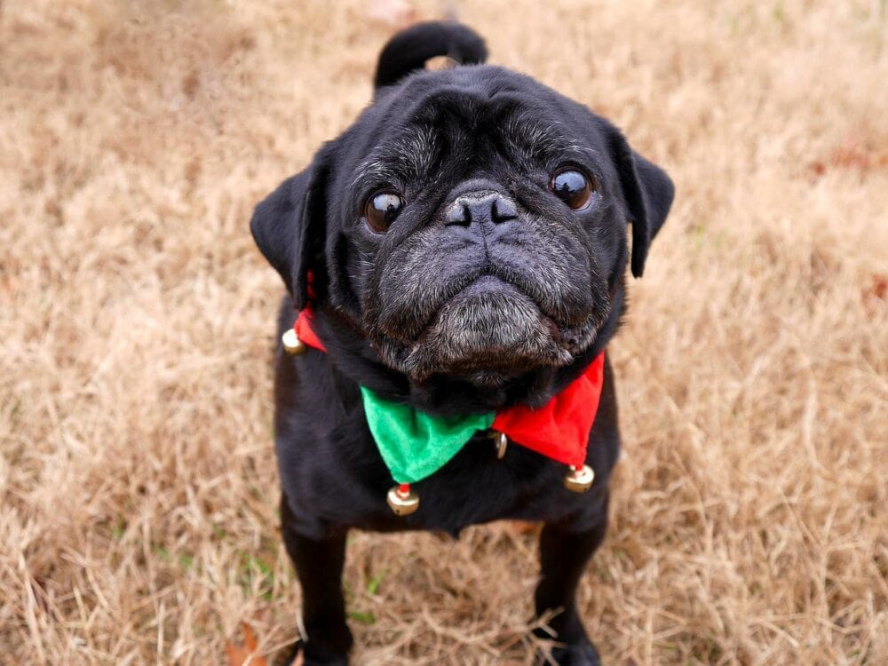 Black dog wearing a green and red collar