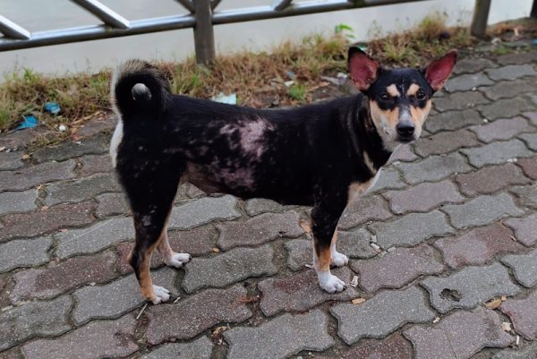 Black dog with skin disorder