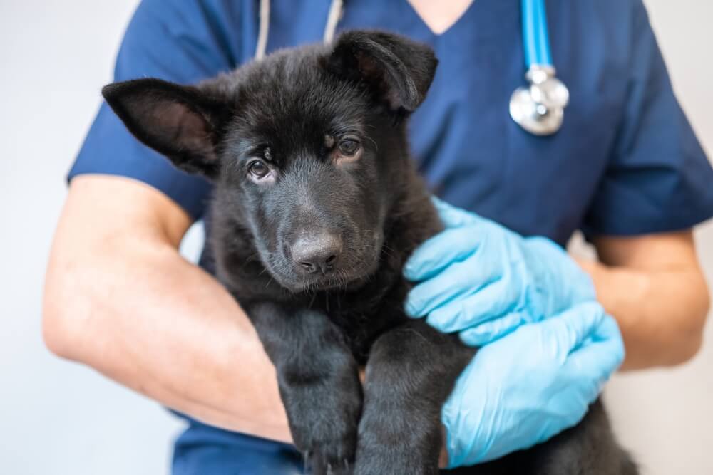 Black german Shepherd at the Vet