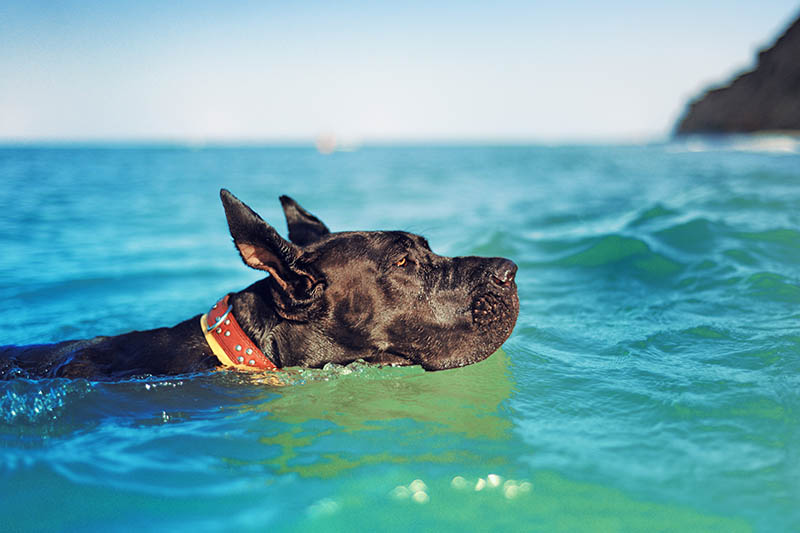Black great dane on the sea side