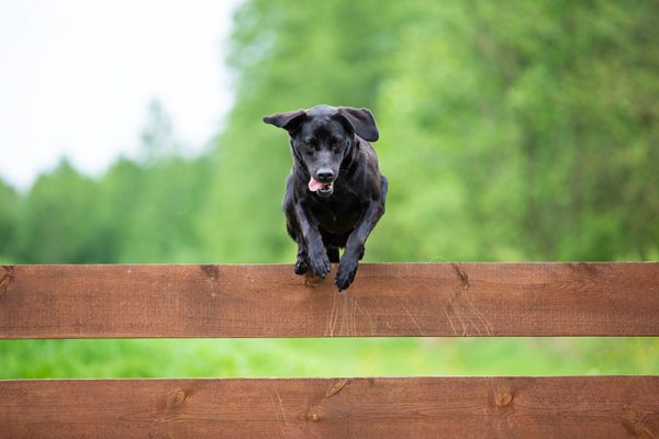 Black labrador jumping over the fence