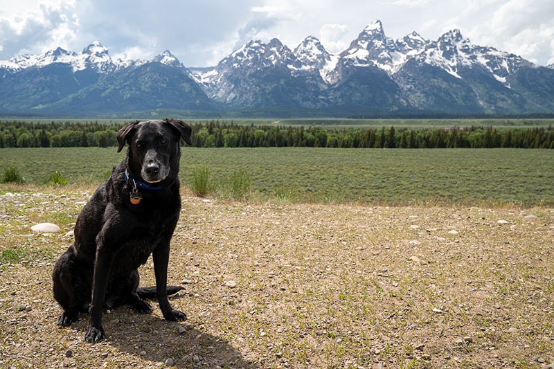 Black labrador retriever dog sits in the mountains in Grand Teton National Park