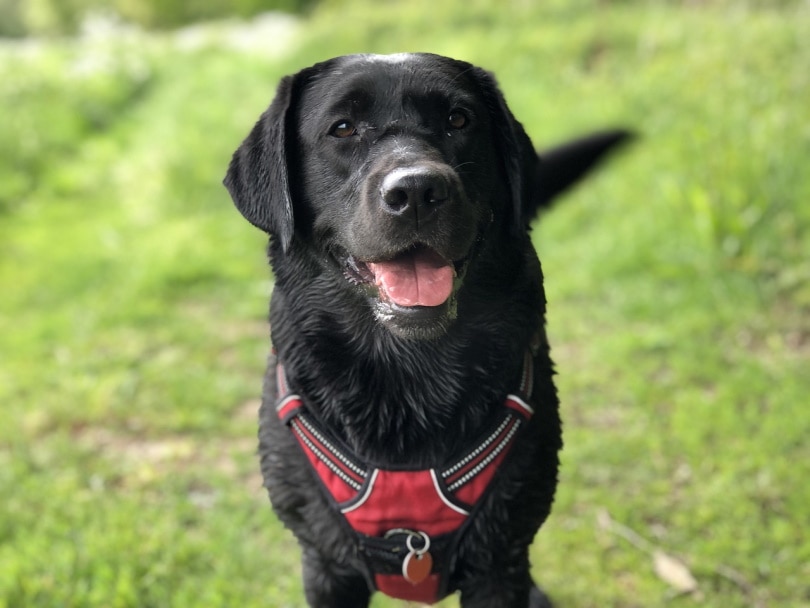 Black labrador wagging it's tail