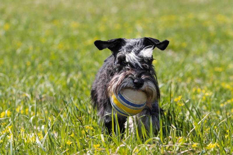Black-miniature-schnauzer-dog-holding-ball-in-lawn-close-up