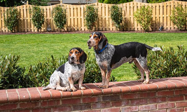 Black tan and bluetick beagle