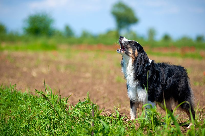 Black tricolor australian shepherd howling