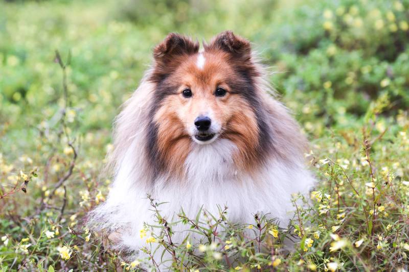Black white with sable tan shetland sheepdog