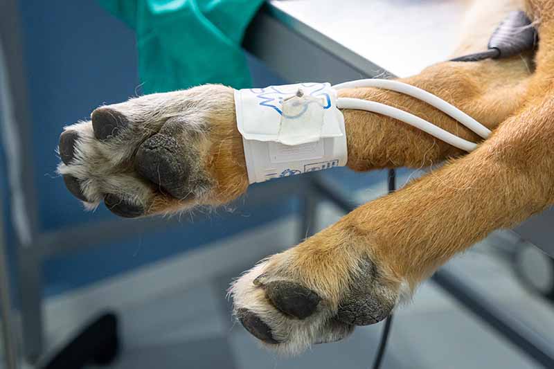 Blood pressure cuff in a german shepherd