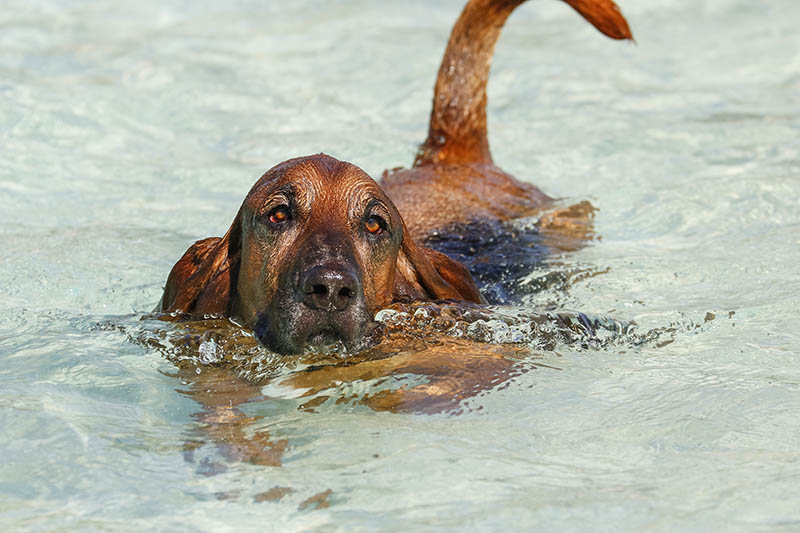 Bloodhound basset hound mix dog swimming in the pool