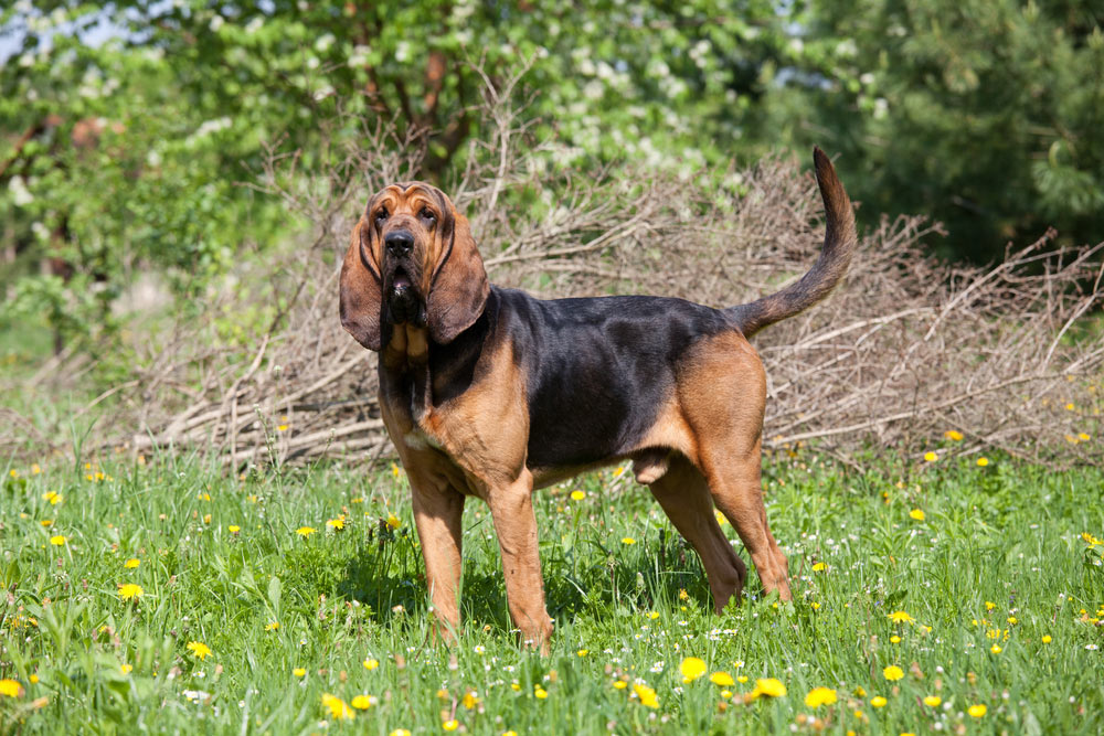 Bloodhound dog standing on the field