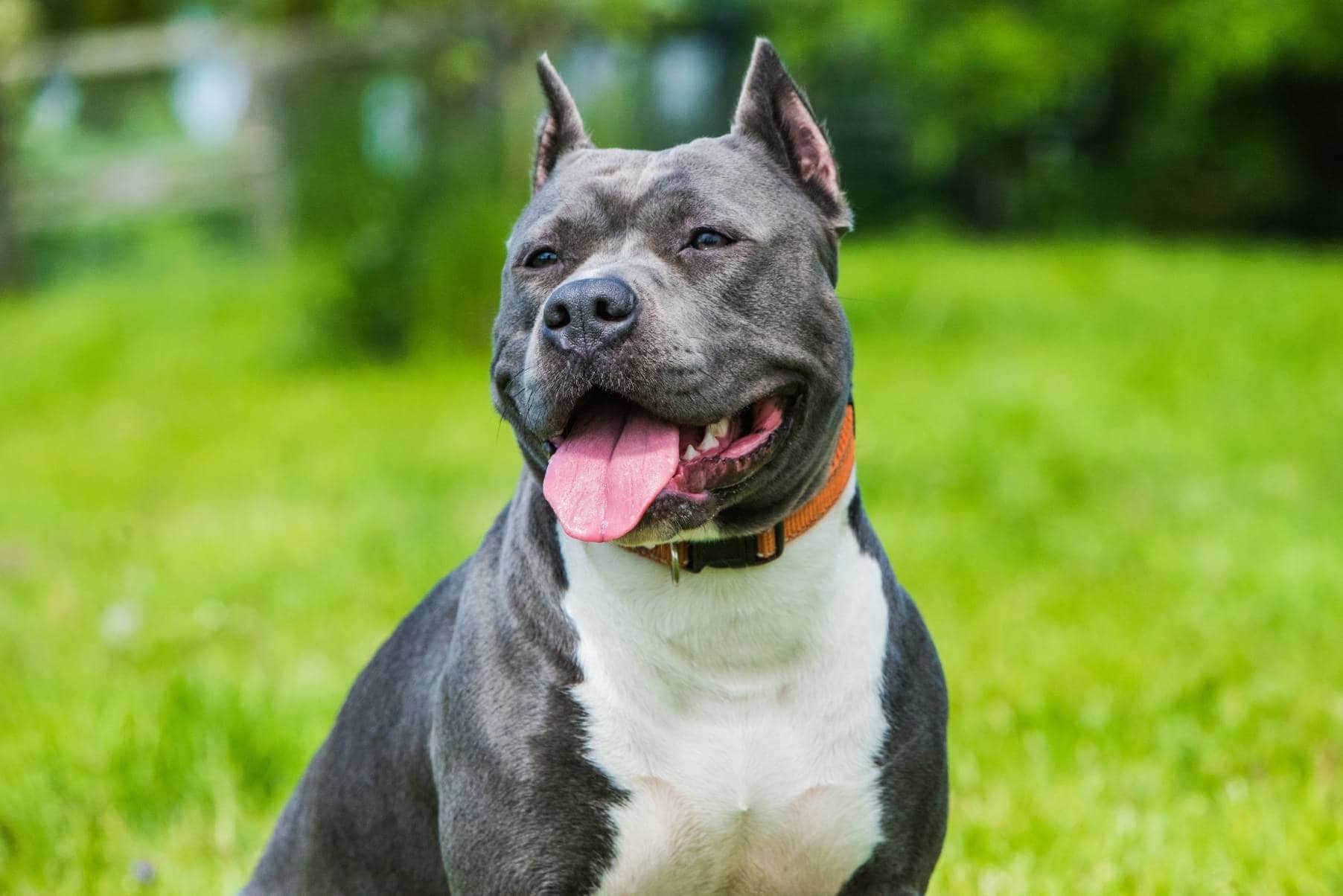 blue brindle pitbull sitting on grass