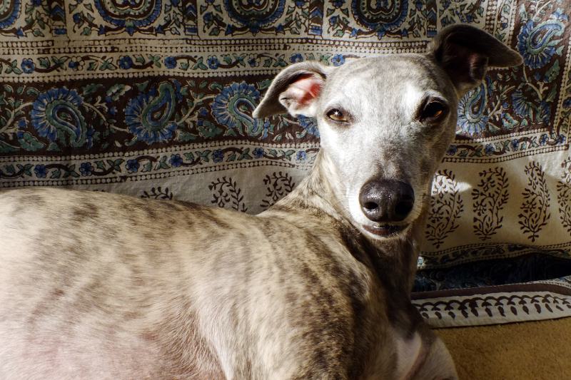 Blue Brindle Whippet dog resting