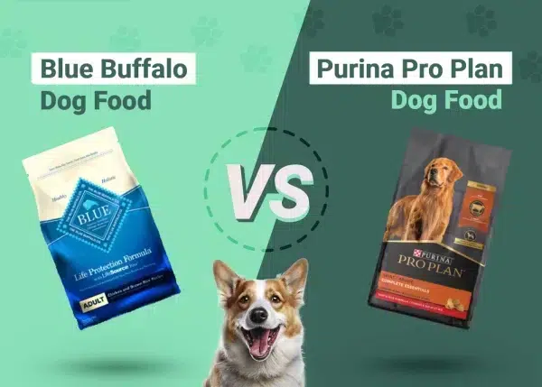 Blue Buffalo vs Purina Pro Plan - Featured Image