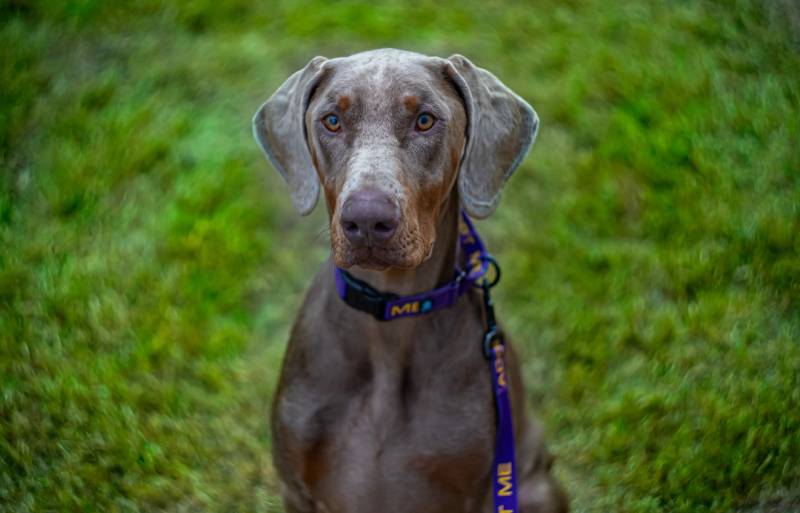 Blue Doberman dog In The Park