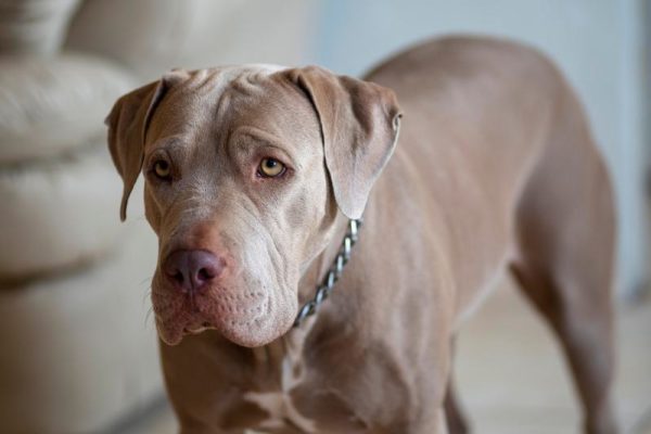 Blue Fawn Pitbull