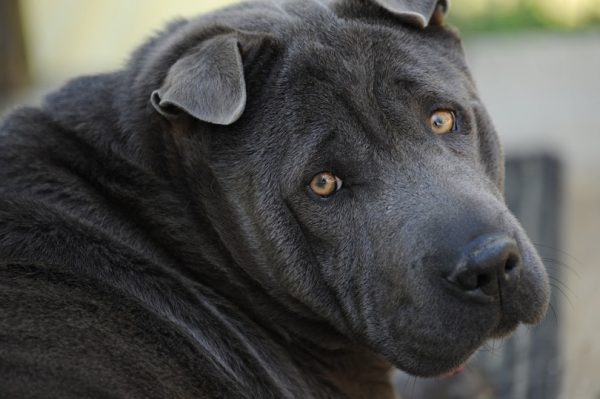 Blue-Shar-Pei_L.A.-Faille_shutterstock