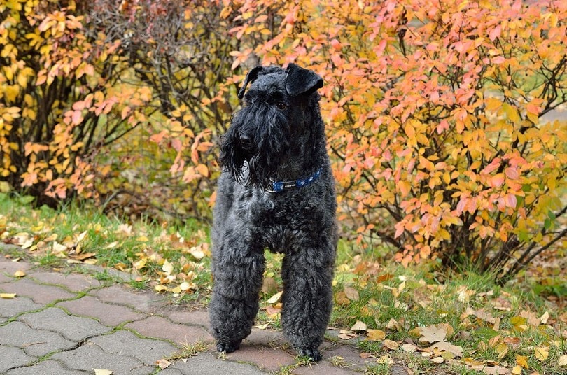 Blue Terrier