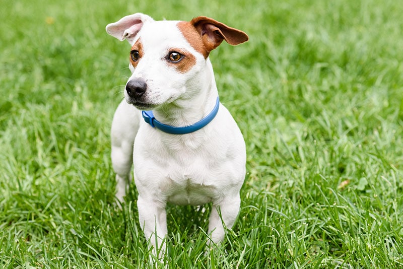 Blue anti tick and flea collar on cute dog