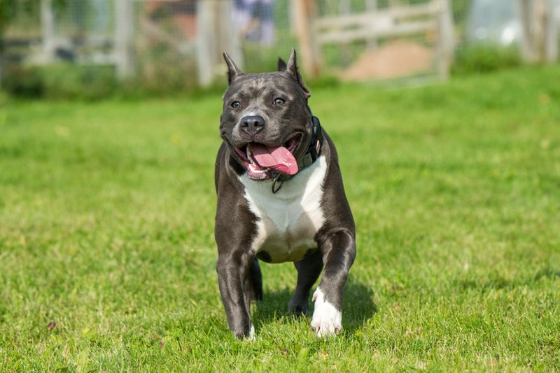 Blue brindle pitbull on the grass