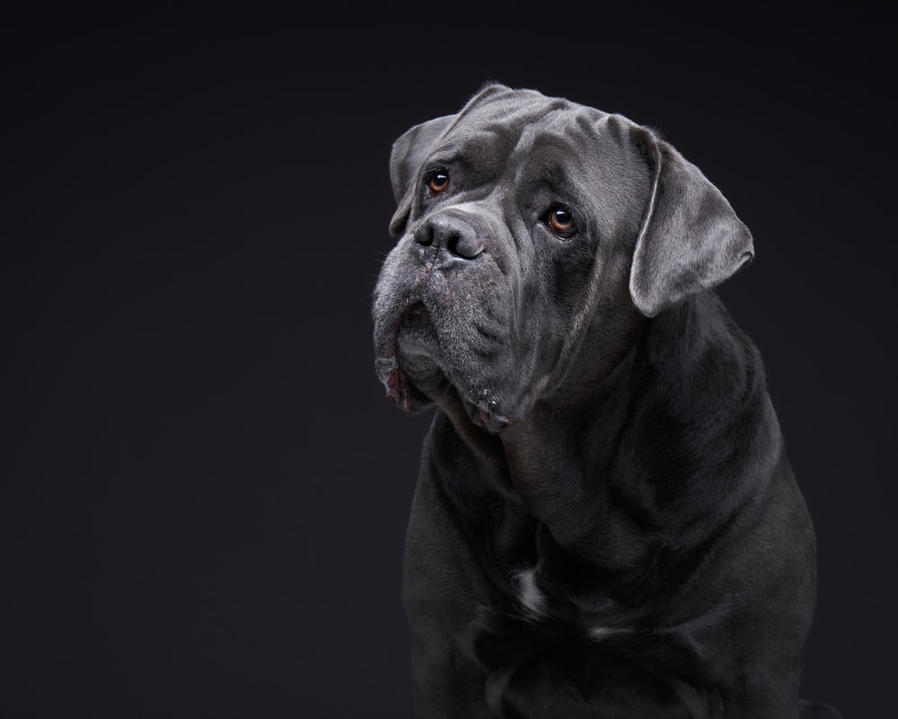 Blue gray Italian Cane Corso