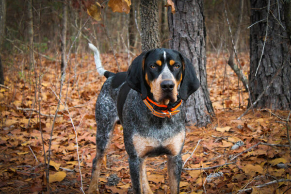 bluetick coonhound dog standing in the woods