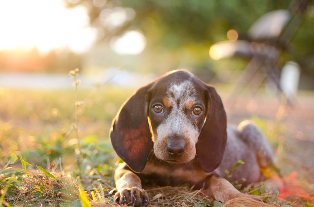 Bluetick Coonhound puppy lying on the field at sunset