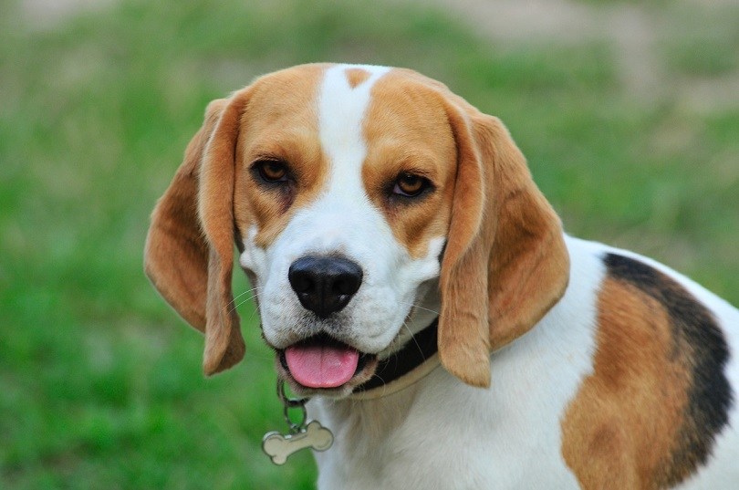 Bogle (Boxer x Beagle Mix)