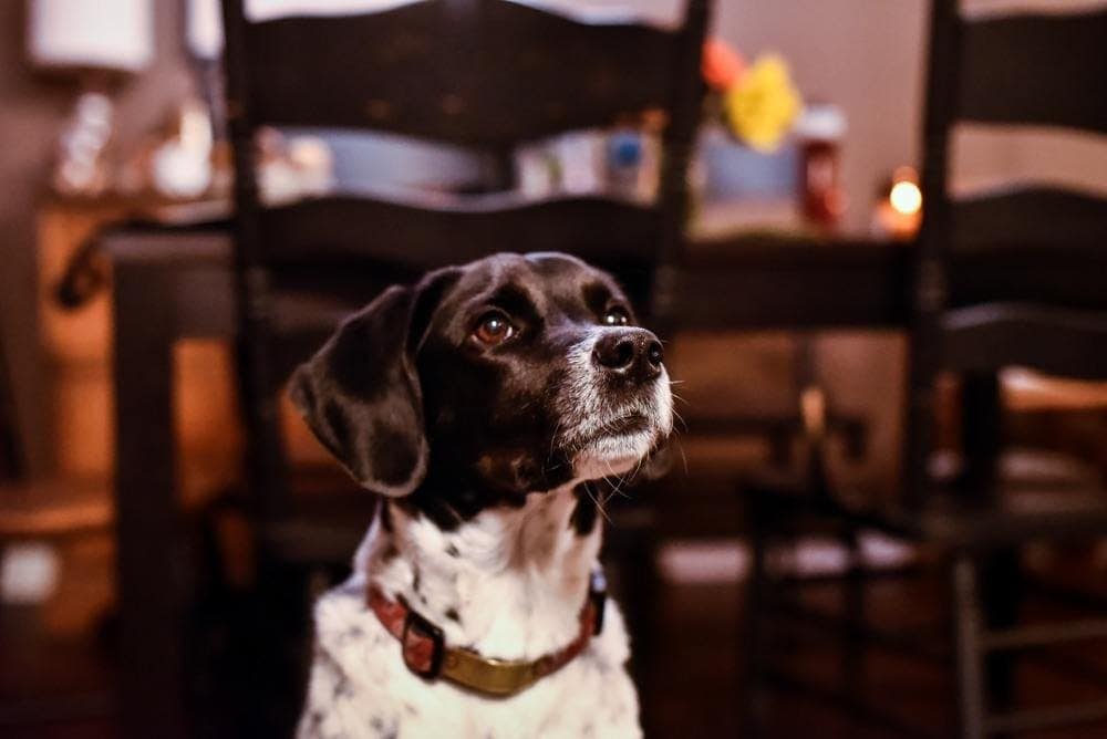 Boingle Beagle Point puppy