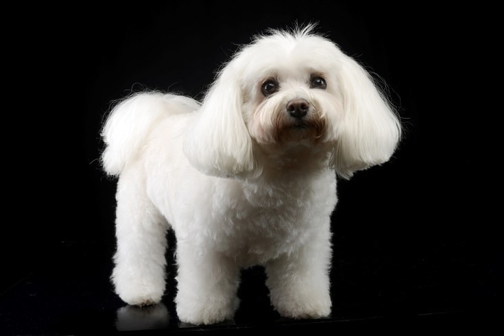 Bolognese dog in black background