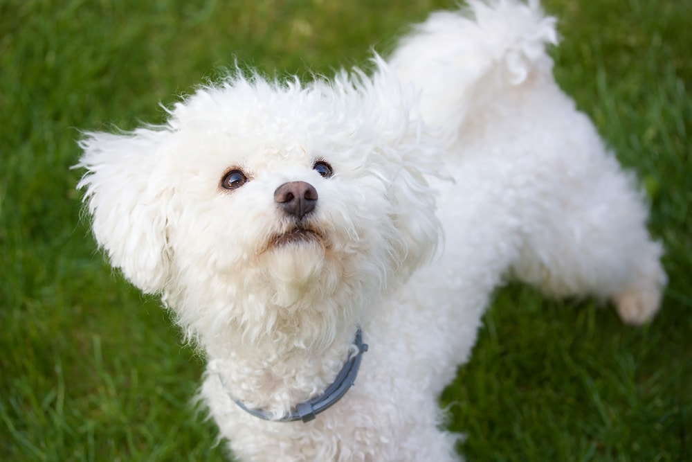 Bolognese dog in the grass