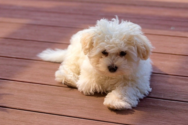 Bolognese puppy lying on the deck