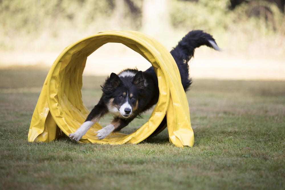 Border Collie dog running through agility tunnel