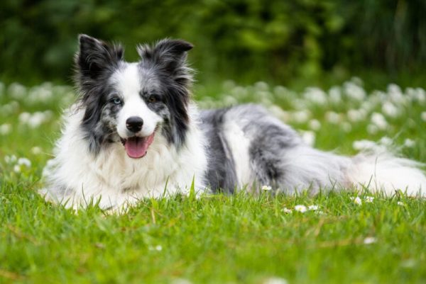 Border Collie with different eye colors