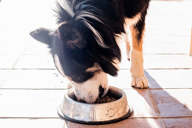 Border Collies Eating