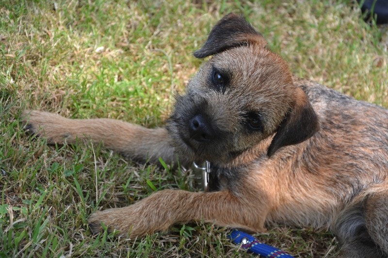 Border Terrier dog lying on grass