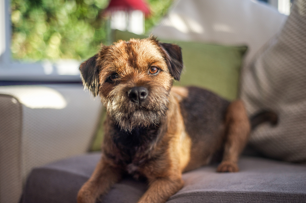 Border Terrier dog sitting in the couch