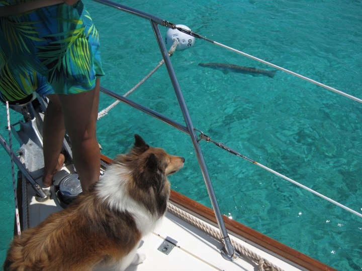 Border collie on the deck of a ship