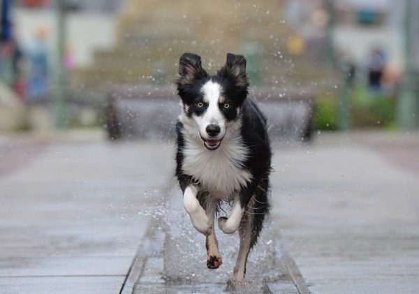 Border collie running in the streets