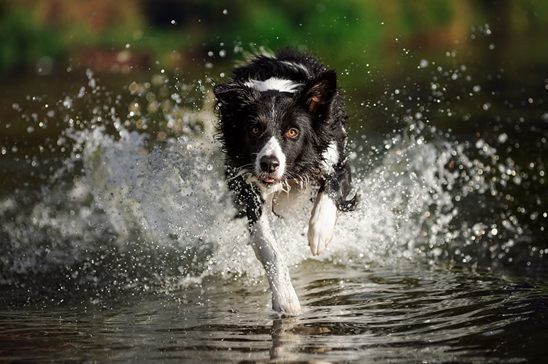 Border collie running in the water