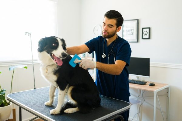 Border Collie being brushed