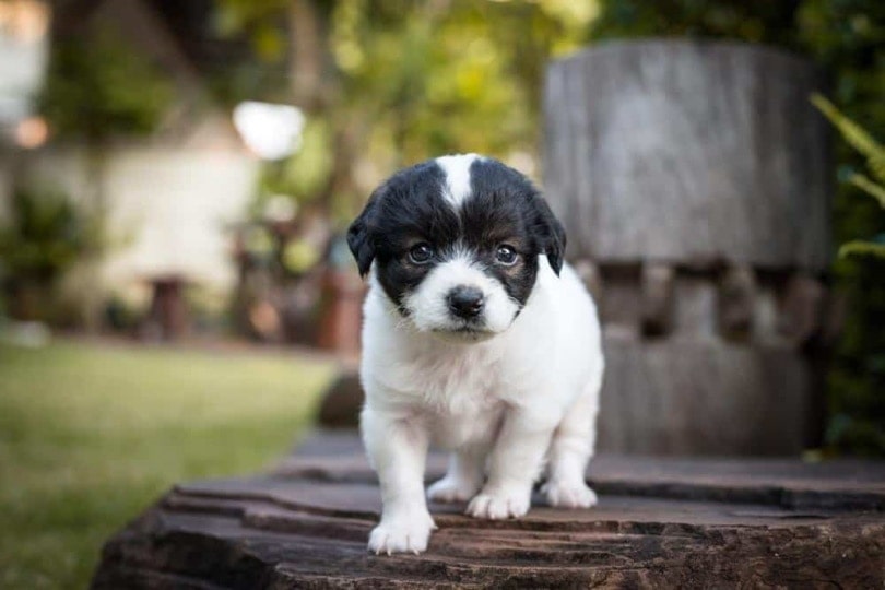 Bossi Poo puppy