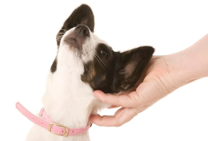 Bostillon (Boston Terrier x Papillon)
