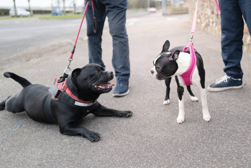 Boston Terrier puppy meets a Staffordshire bull terrier dog who is lying down on a pavement smiling at her